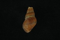 藏品(川蜷)的圖片